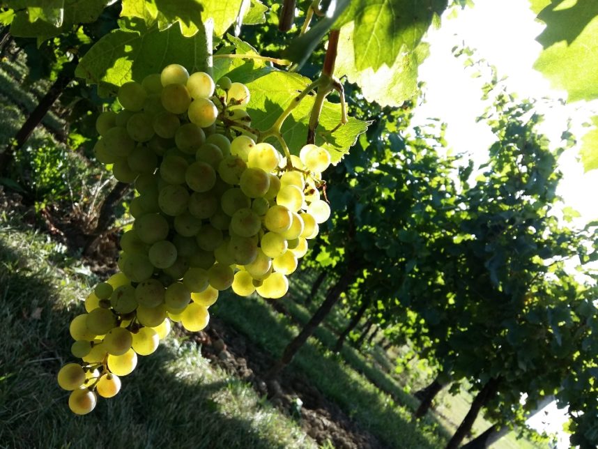 prosecco grappolo