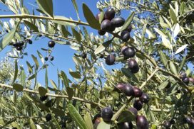 rami olive