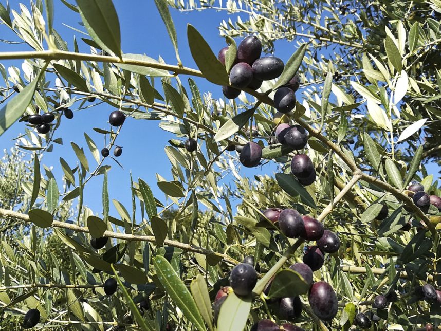 rami olive