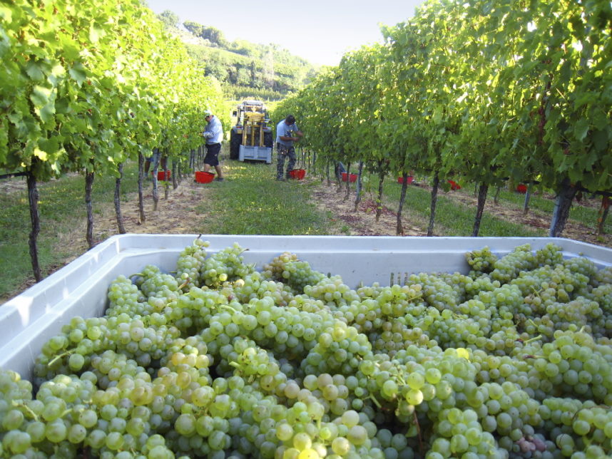 vendemmia