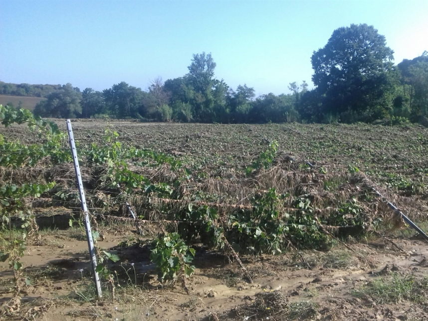 vigneto abbattuto