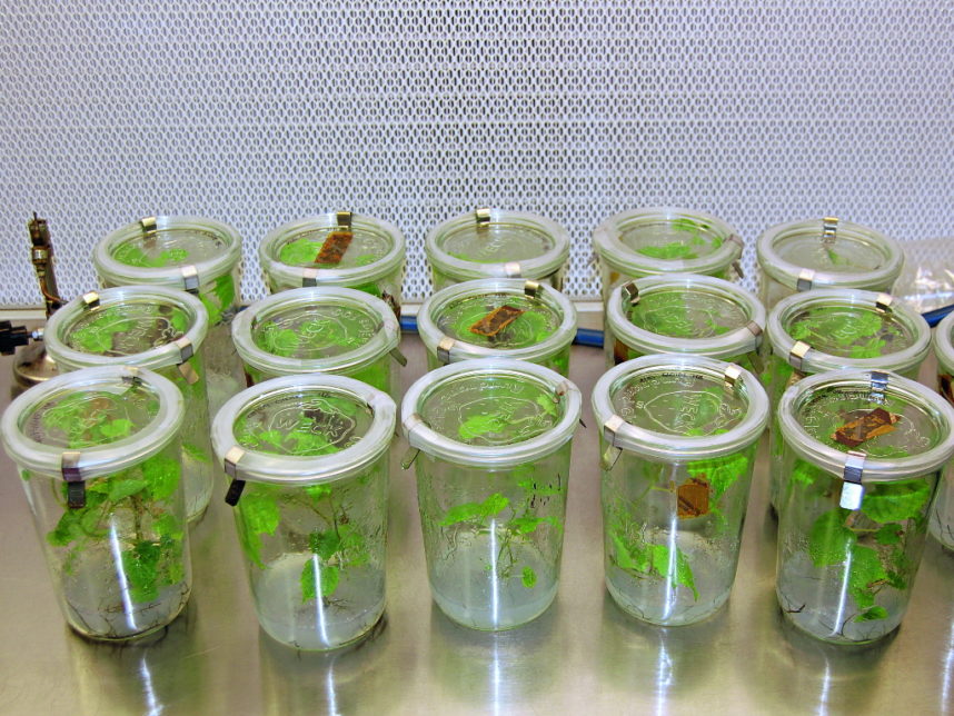 vite in vitro