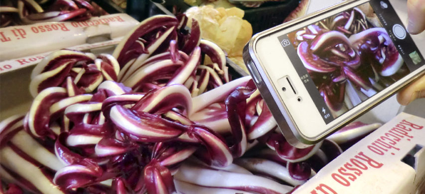 radicchio Treviso tardivo