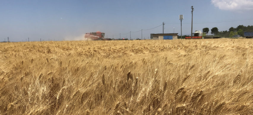 Grano duro a Foggia