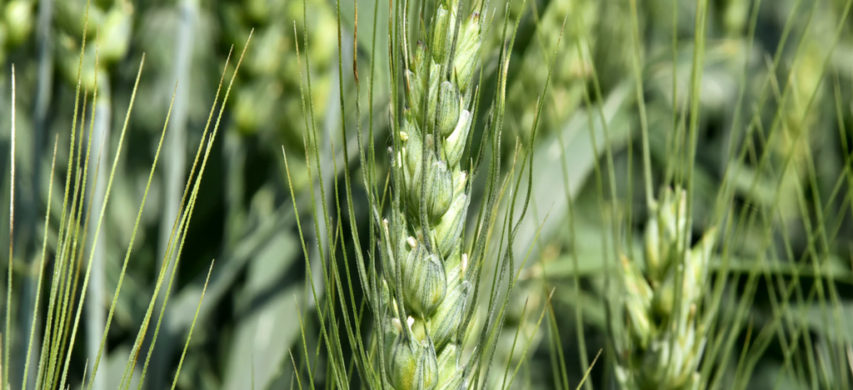 grano tenero