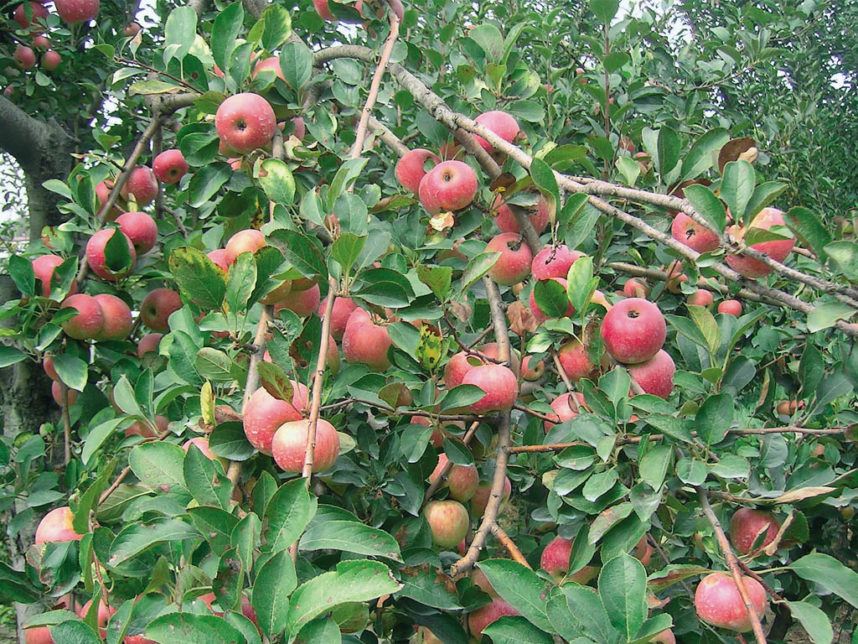 mele annurca L'Informatore Agrario