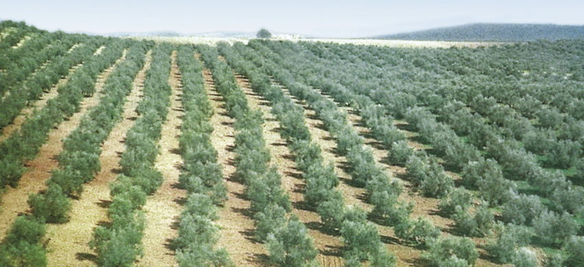 oliveti spagna