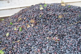 uva vendemmia