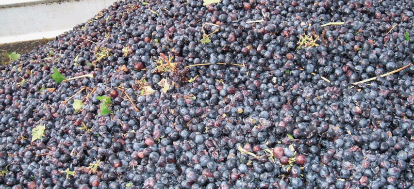 uva vendemmia