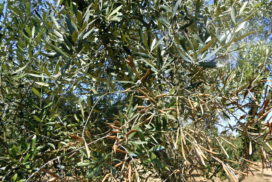 xylella