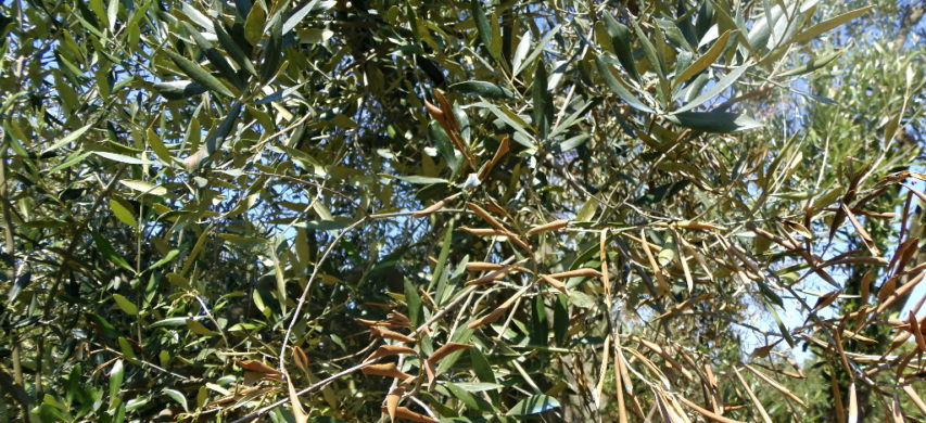 xylella