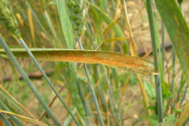 Foglie di frumento attaccate da ruggine bruna