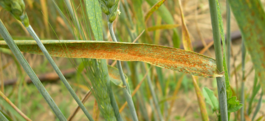 Foglie di frumento attaccate da ruggine bruna