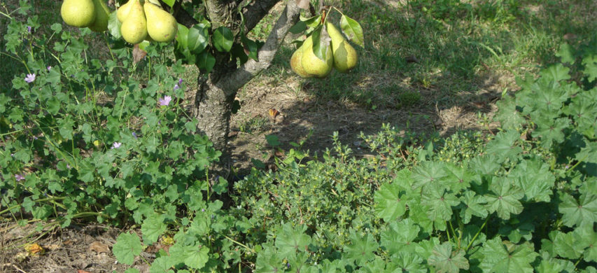 Malva sylvestris