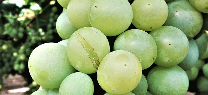 cracking uva da tavola