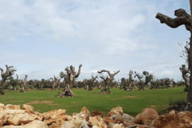 OLIVI XYLELLA