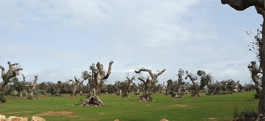 OLIVI XYLELLA