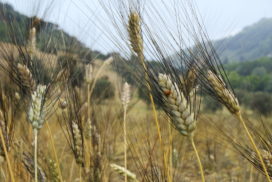 frumento cappelli