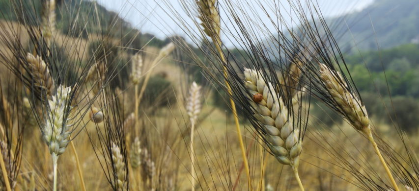 frumento cappelli