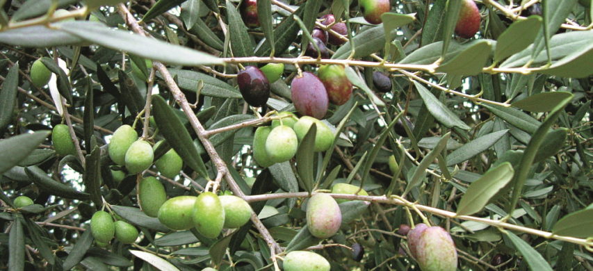 ramo con olive