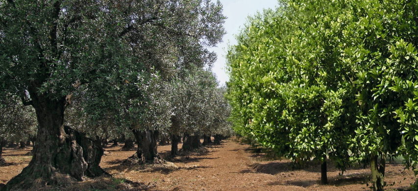 olivi e agrumi