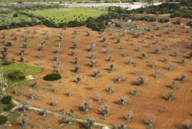 xylella