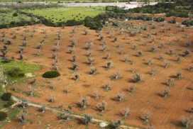 xylella