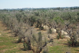 xylella