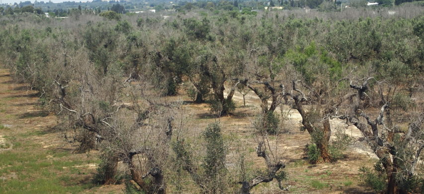 xylella