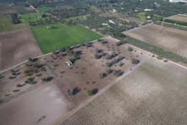 xylella