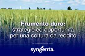 Frumento duro - Cover progetto con Sygenta