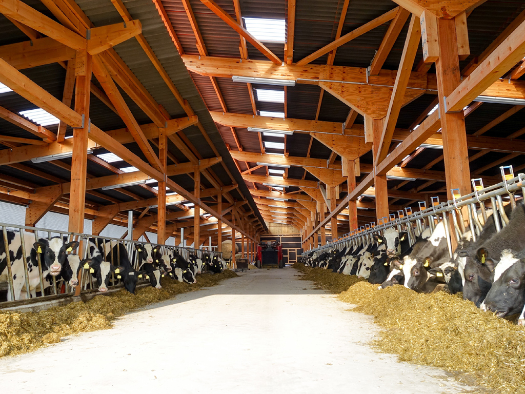 Raccolto Di Cereale, Raccoglitrice Di Foraggio Del Cereale Nell’azione, Camion Del Raccolto Con Raccolto Di Cereale, Raccoglitrice Di Foraggio Del Cereale Nell’azione, Camion Del Raccolto Con