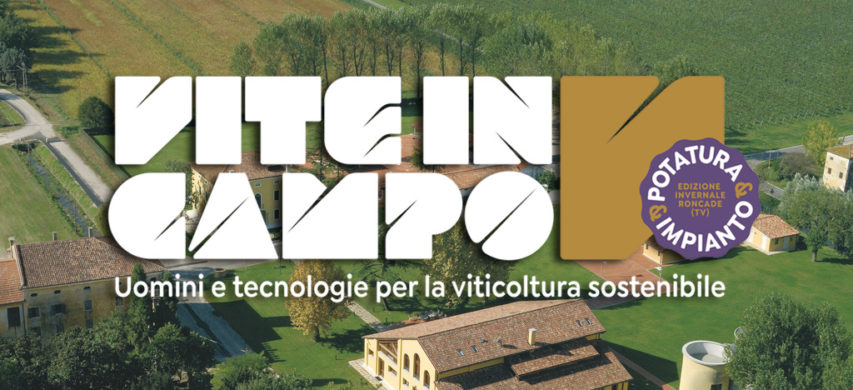 Vite in Campo Potatura Impianto 2020