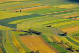 paesaggio coltivato