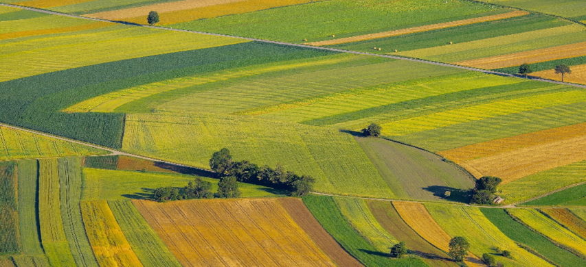 paesaggio coltivato