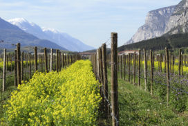 vigneto biodiversità inerbimento