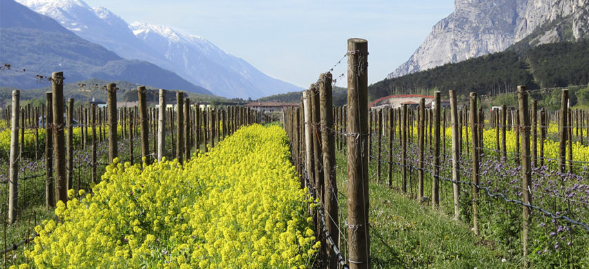 vigneto biodiversità inerbimento