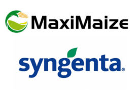 MaxiMaize Syngenta