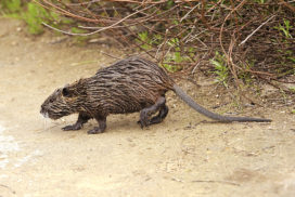 nutria