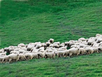 Ovini al pascolo