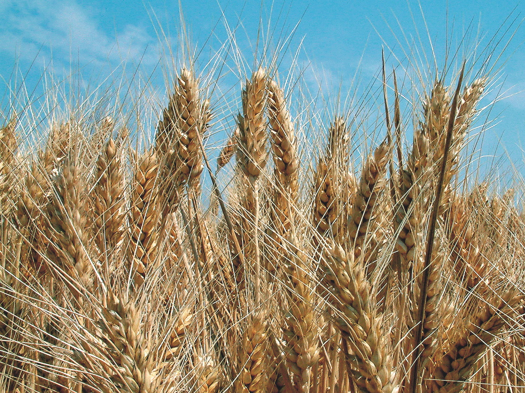 Grano duro scorte mondiali ai minimi e prezzi in salita L