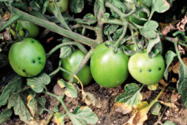 macchiettatura batterica pomodoro