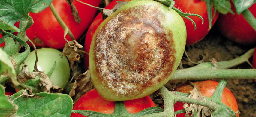 peronospora su pomodoro