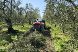 raccolta potature olivi