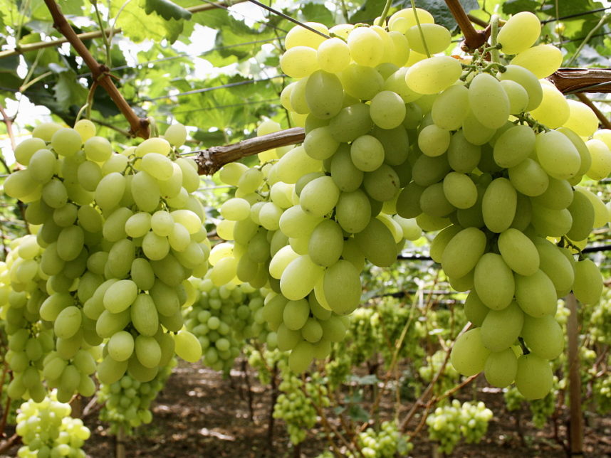 Uva Da Tavola Gigante Rossa uva da tavola - L'Informatore Agrario