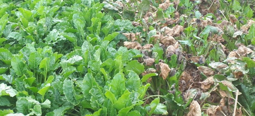 bietola tollerante e bietola colpita da cercospora