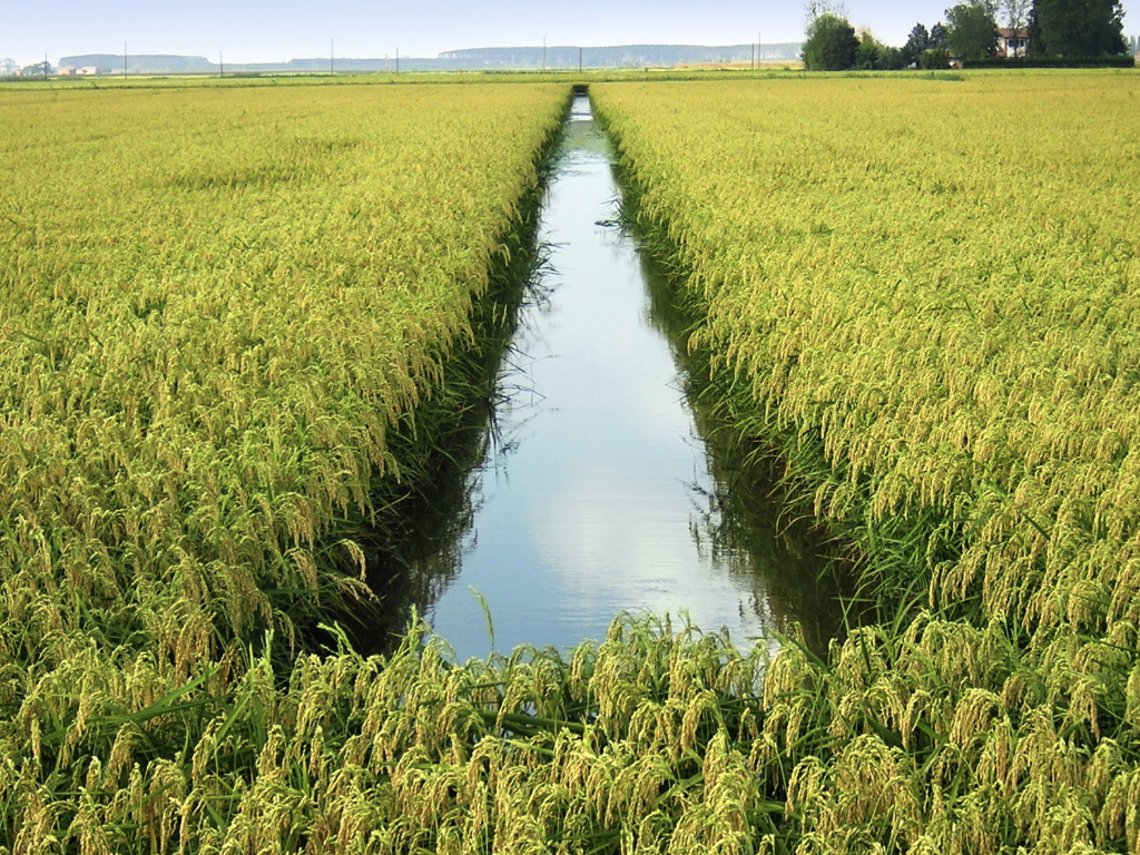 Semine di riso ai minimi storici in Italia - L'Informatore Agrario