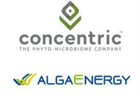 Concentric e Alcgaenergy