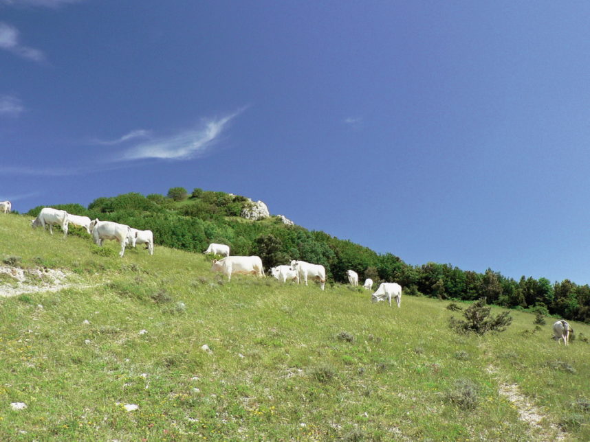 bovine razza marchigiana L'Informatore Agrario
