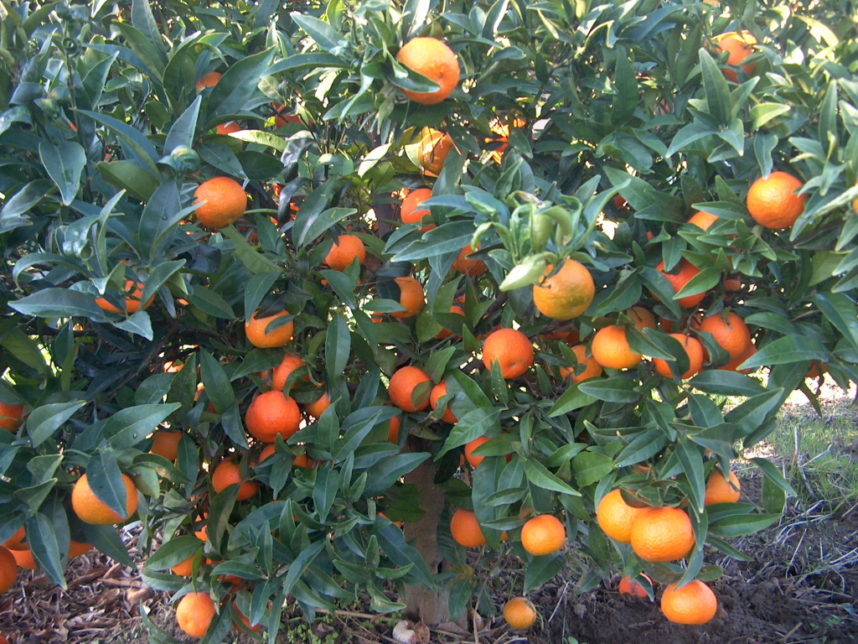 plant clementine plant clementine